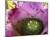 Bromeliad Bloom, Maui, Hawaii, USA-Julie Eggers-Mounted Photographic Print