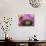 Bromeliad Bloom, Maui, Hawaii, USA-Julie Eggers-Photographic Print displayed on a wall