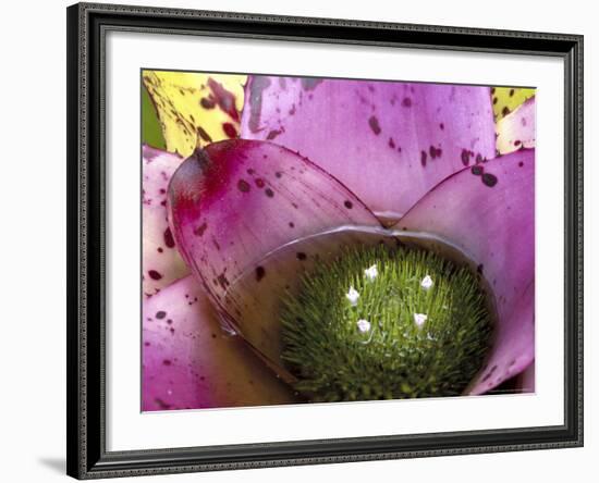 Bromeliad Bloom, Maui, Hawaii, USA-Julie Eggers-Framed Photographic Print