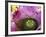 Bromeliad Bloom, Maui, Hawaii, USA-Julie Eggers-Framed Photographic Print