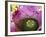 Bromeliad Bloom, Maui, Hawaii, USA-Julie Eggers-Framed Photographic Print