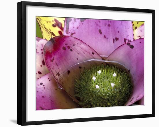 Bromeliad Bloom, Maui, Hawaii, USA-Julie Eggers-Framed Photographic Print