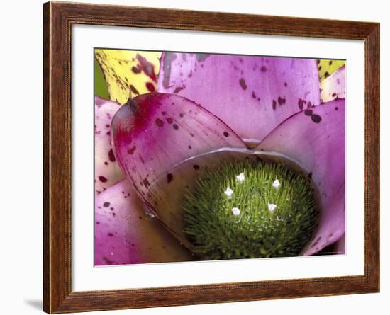 Bromeliad Bloom, Maui, Hawaii, USA-Julie Eggers-Framed Photographic Print