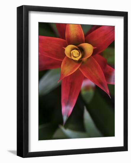 Bromeliad Burst III-Jason Johnson-Framed Photographic Print