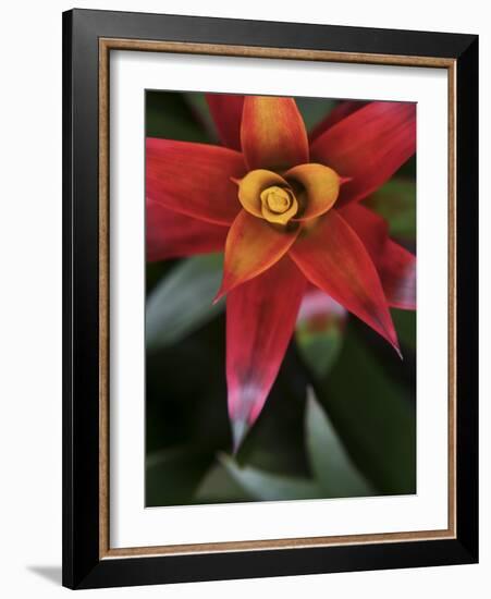 Bromeliad Burst III-Jason Johnson-Framed Photographic Print