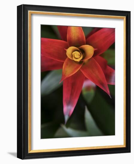 Bromeliad Burst III-Jason Johnson-Framed Photographic Print