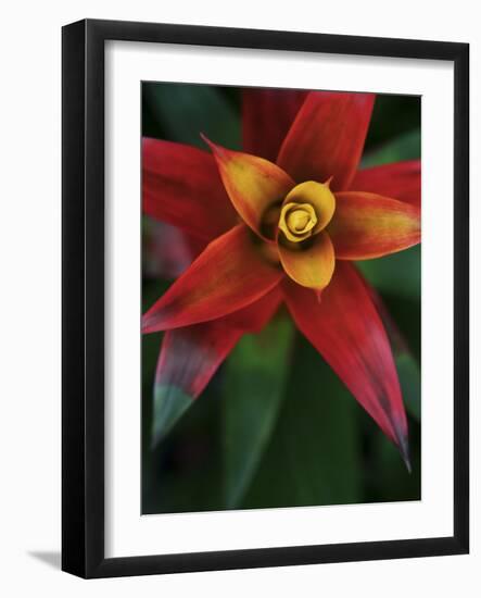 Bromeliad Burst IV-Jason Johnson-Framed Photographic Print