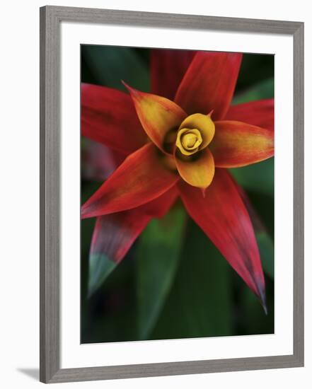 Bromeliad Burst IV-Jason Johnson-Framed Photographic Print