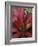 Bromeliad in Machu Picchu, Peru-Andres Morya-Framed Photographic Print