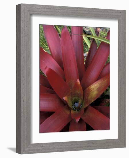 Bromeliad in Machu Picchu, Peru-Andres Morya-Framed Photographic Print