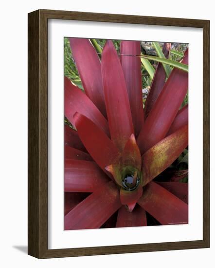 Bromeliad in Machu Picchu, Peru-Andres Morya-Framed Photographic Print