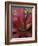 Bromeliad in Machu Picchu, Peru-Andres Morya-Framed Photographic Print