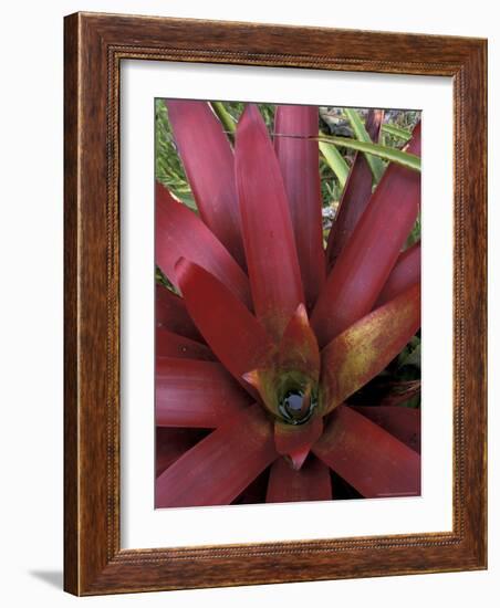 Bromeliad in Machu Picchu, Peru-Andres Morya-Framed Photographic Print