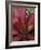 Bromeliad in Machu Picchu, Peru-Andres Morya-Framed Photographic Print