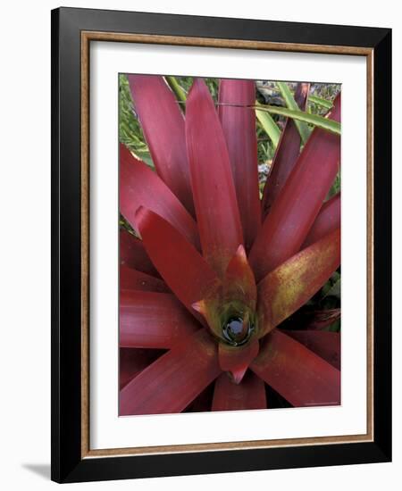 Bromeliad in Machu Picchu, Peru-Andres Morya-Framed Photographic Print