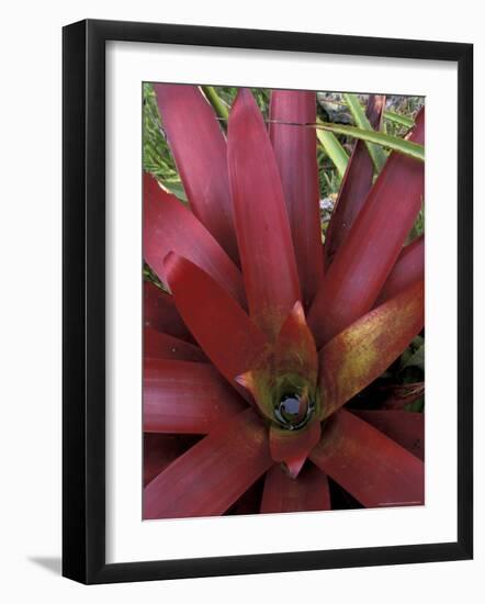 Bromeliad in Machu Picchu, Peru-Andres Morya-Framed Photographic Print