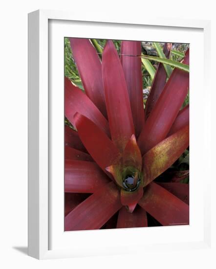 Bromeliad in Machu Picchu, Peru-Andres Morya-Framed Photographic Print