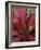 Bromeliad in Machu Picchu, Peru-Andres Morya-Framed Photographic Print