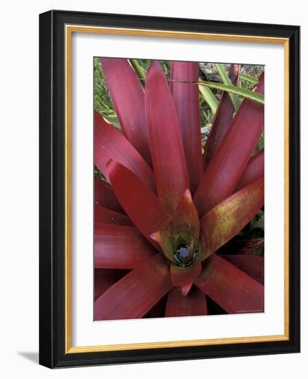 Bromeliad in Machu Picchu, Peru-Andres Morya-Framed Photographic Print