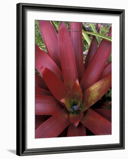 Bromeliad in Machu Picchu, Peru-Andres Morya-Framed Photographic Print