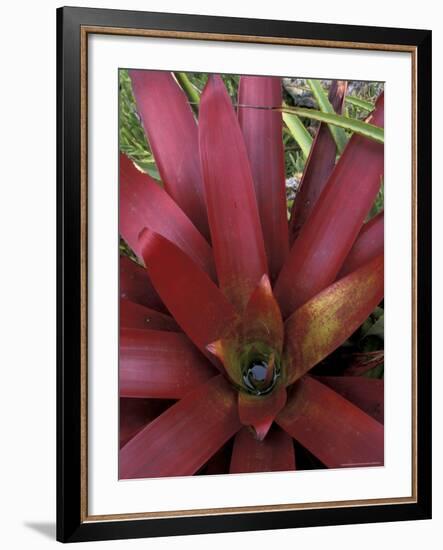 Bromeliad in Machu Picchu, Peru-Andres Morya-Framed Photographic Print