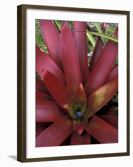 Bromeliad in Machu Picchu, Peru-Andres Morya-Framed Photographic Print