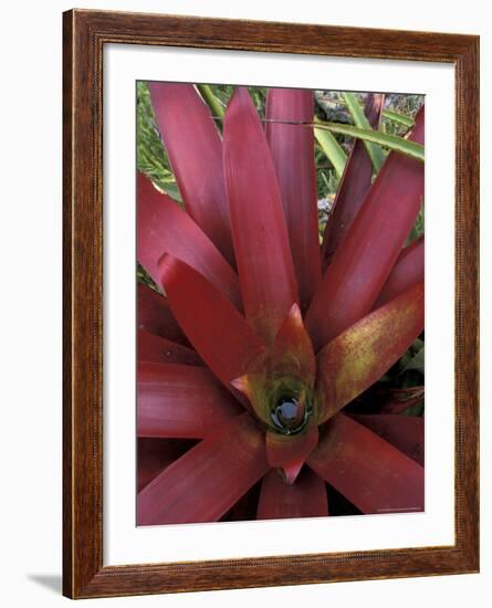 Bromeliad in Machu Picchu, Peru-Andres Morya-Framed Photographic Print