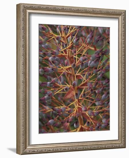 Bromeliad, Maui, Hawaii, USA-Merrill Images-Framed Photographic Print