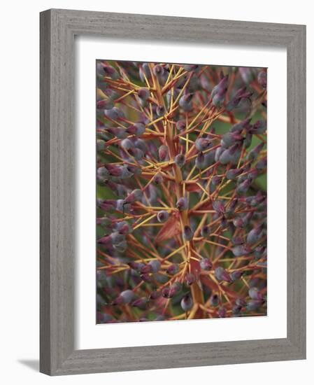 Bromeliad, Maui, Hawaii, USA-Merrill Images-Framed Photographic Print