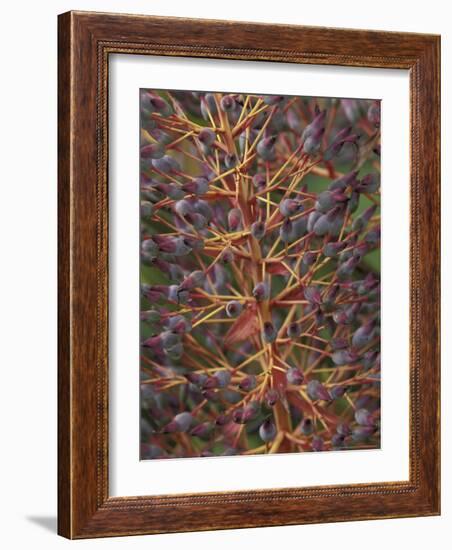 Bromeliad, Maui, Hawaii, USA-Merrill Images-Framed Photographic Print