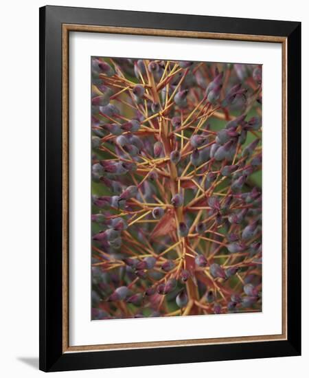 Bromeliad, Maui, Hawaii, USA-Merrill Images-Framed Photographic Print