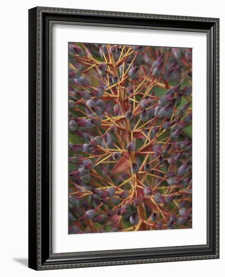 Bromeliad, Maui, Hawaii, USA-Merrill Images-Framed Photographic Print