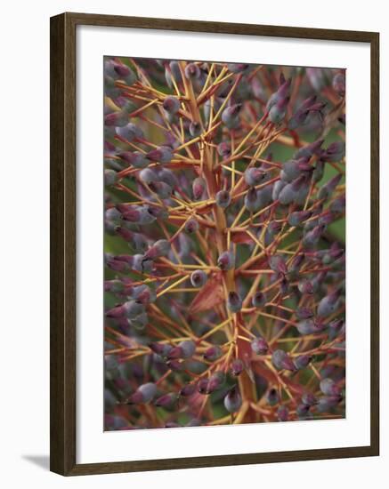 Bromeliad, Maui, Hawaii, USA-Merrill Images-Framed Photographic Print