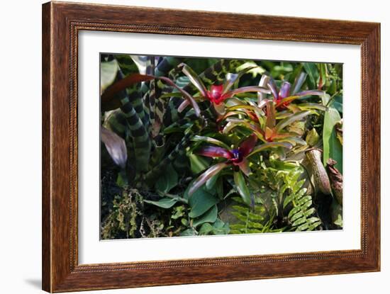 Bromeliad Plant-Dr. Keith Wheeler-Framed Photographic Print