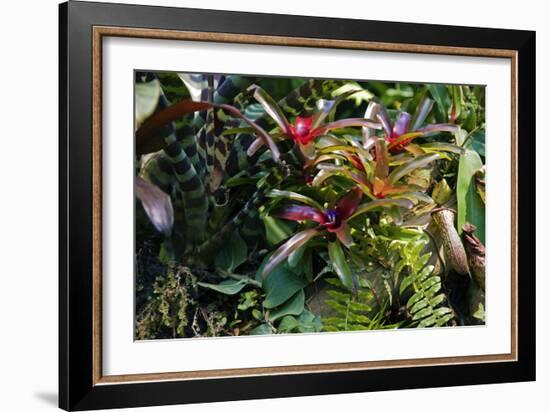 Bromeliad Plant-Dr. Keith Wheeler-Framed Photographic Print