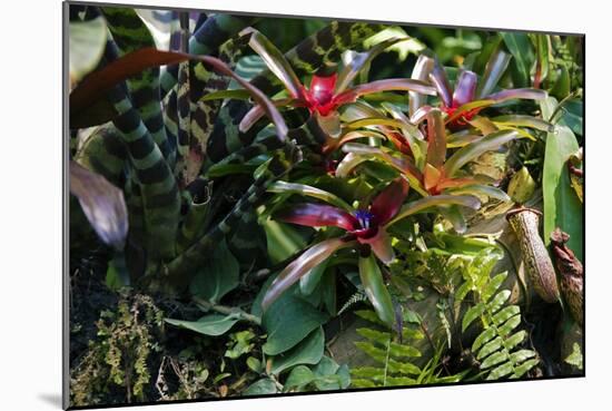 Bromeliad Plant-Dr. Keith Wheeler-Mounted Photographic Print