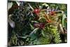 Bromeliad Plant-Dr. Keith Wheeler-Mounted Photographic Print