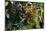 Bromeliad Plant-Dr. Keith Wheeler-Mounted Photographic Print