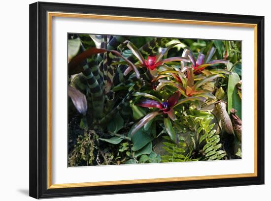 Bromeliad Plant-Dr. Keith Wheeler-Framed Photographic Print