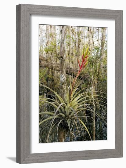 Bromeliad (Tillandsia Fasciculata)-Bob Gibbons-Framed Photographic Print