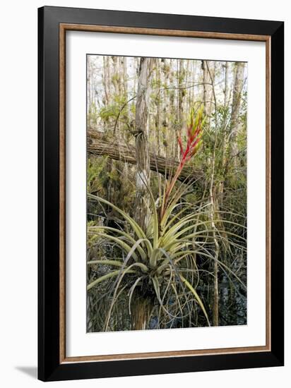 Bromeliad (Tillandsia Fasciculata)-Bob Gibbons-Framed Photographic Print