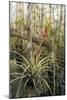 Bromeliad (Tillandsia Fasciculata)-Bob Gibbons-Mounted Photographic Print