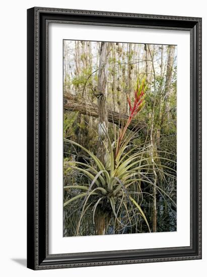 Bromeliad (Tillandsia Fasciculata)-Bob Gibbons-Framed Photographic Print