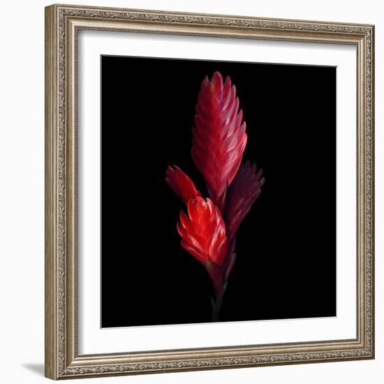 Bromeliad-Magda Indigo-Framed Photographic Print