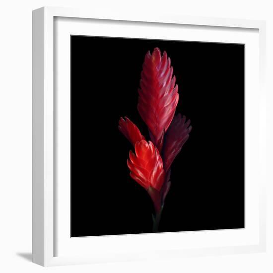 Bromeliad-Magda Indigo-Framed Photographic Print