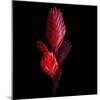 Bromeliad-Magda Indigo-Mounted Photographic Print