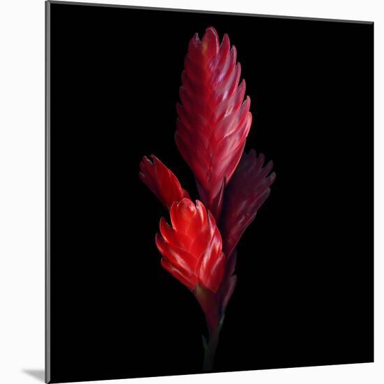 Bromeliad-Magda Indigo-Mounted Photographic Print