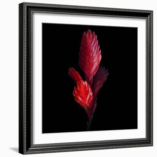 Bromeliad-Magda Indigo-Framed Photographic Print