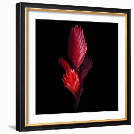 Bromeliad-Magda Indigo-Framed Photographic Print