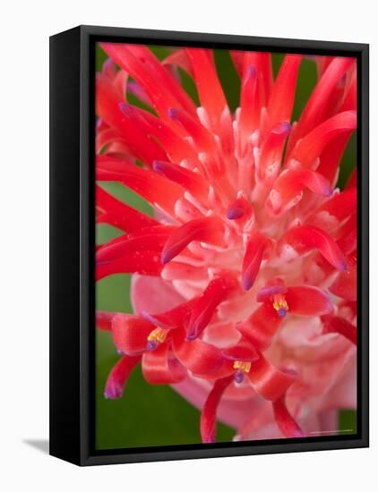 Bromeliads Flower, Manu National Park, Peru-Gavriel Jecan-Framed Premier Image Canvas